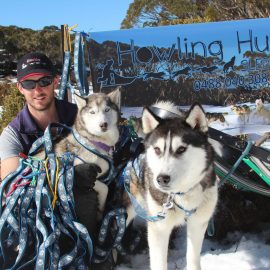 Dinner Plain husky Tours