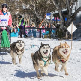 Dinner Plain Sled Dog Challenge Dinner Plain